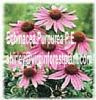 Echinacea Purpurea P.E.(Shirley At Virginforestplant Dot Com)